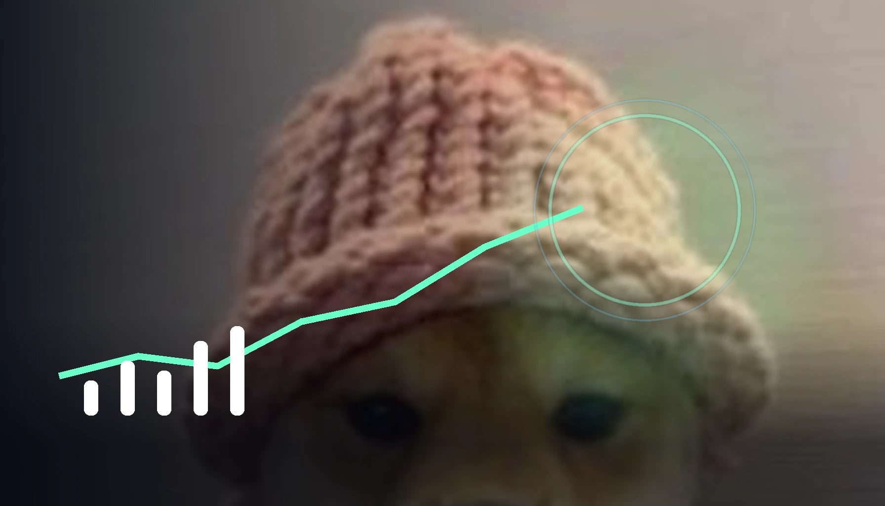 WIF - USD: 오늘의 dogwifhat 가격 | 실시간 변환기